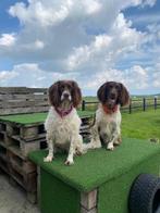 Hondenoppas omgeving Sneek, Particuliere oppas