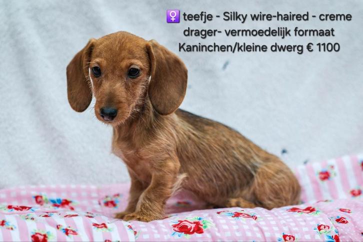 Silky Wire-Haired Teckel Pupjes – Met Crème-Gen, Dieren en Toebehoren, Honden | Teckels en Dashonden, Meerdere dieren, Ruwhaar