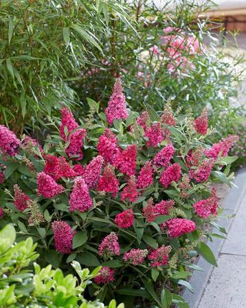 Buddleja B. C. 'Little Ruby' | Rode dwergvlinderstruik beschikbaar voor biedingen