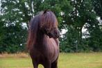 veel verschillende pony's/paarden te koop, Dieren en Toebehoren, Pony's, Gechipt, 3 tot 6 jaar, C pony (1.27m tot 1.37m), Onbeleerd