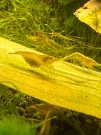 Yellow backstripe garnalen/ Gele garnalen, Kreeft, Krab of Garnaal, Zoetwatervis, Schoolvis