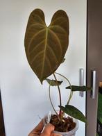 Anthurium Raven Soul x papillilaminum Hybride, Huis en Inrichting, Kamerplanten, Ophalen of Verzenden, Halfschaduw, Minder dan 100 cm