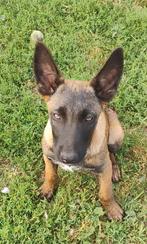 2 Mechelse herder reu, Dieren en Toebehoren, Honden | Herdershonden en Veedrijvers, België, Particulier, 15 weken tot 1 jaar, Reu