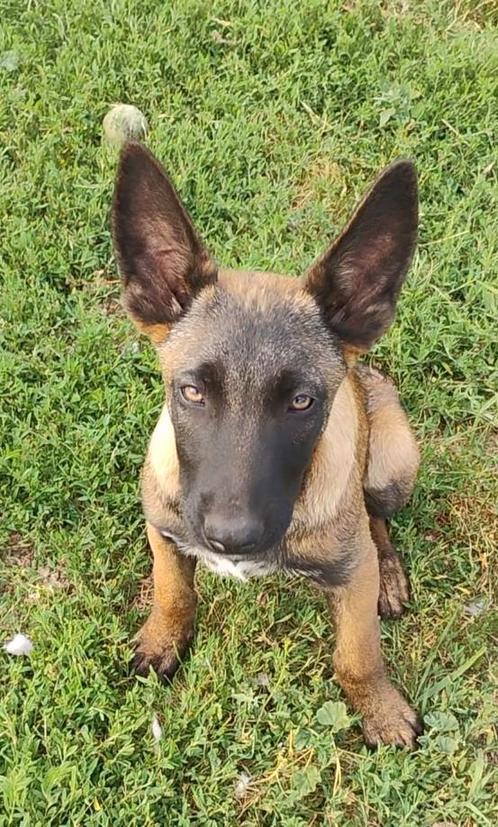 2 Mechelse herder reu, Dieren en Toebehoren, Honden | Herdershonden en Veedrijvers, Reu, Herder, Particulier, Eén hond, België
