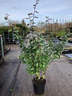 Elaeagnus ebbingei Compacta, Olijfwilg 120-140 cm hoog., Ophalen, Overige soorten, Haag, 100 tot 250 cm