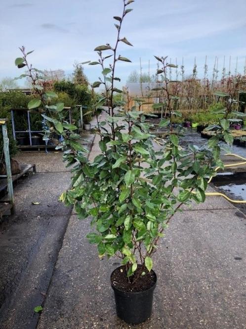Elaeagnus ebbingei Compacta, Olijfwilg 120-140 cm hoog., Tuin en Terras, Planten | Struiken en Hagen, Haag, Overige soorten, 100 tot 250 cm