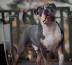 American Bully XL Dekreu Blue Tri, Rabiës (hondsdolheid), Reu, Meerdere, 3 tot 5 jaar