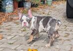 franse bulldog reutje, Dieren en Toebehoren, Honden | Bulldogs, Pinschers en Molossers, Rabiës (hondsdolheid), Reu, 8 tot 15 weken