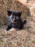 4 boerderij kittens, Meerdere dieren