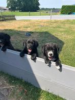 Leuke labrador x berner sennen kruising pups, 8 tot 15 weken, Groot, CDV (hondenziekte), Meerdere