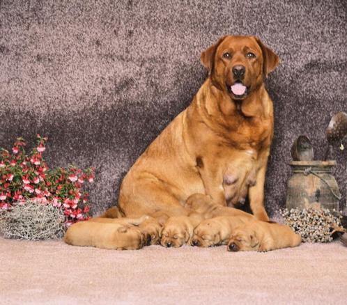 Prachtige labrador Red Fox pups, Dieren en Toebehoren, Honden | Retrievers, Spaniëls en Waterhonden, Reu, Labrador retriever, Particulier
