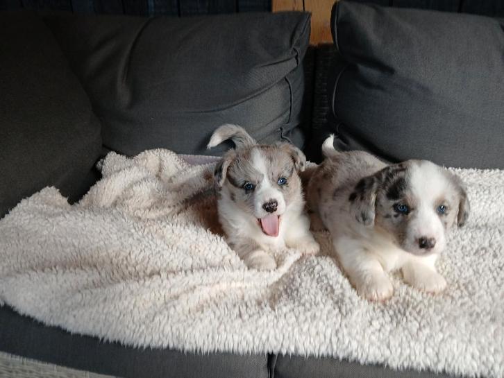 Prachtige Welsh Corgi Cardigan pups, Dieren en Toebehoren, Honden | Herdershonden en Veedrijvers, Meerdere dieren, Overige rassen