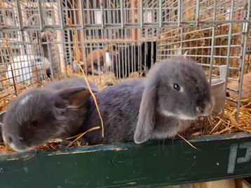 Mooie dwerg hangoortjes in verschillende kleuren  beschikbaar voor biedingen