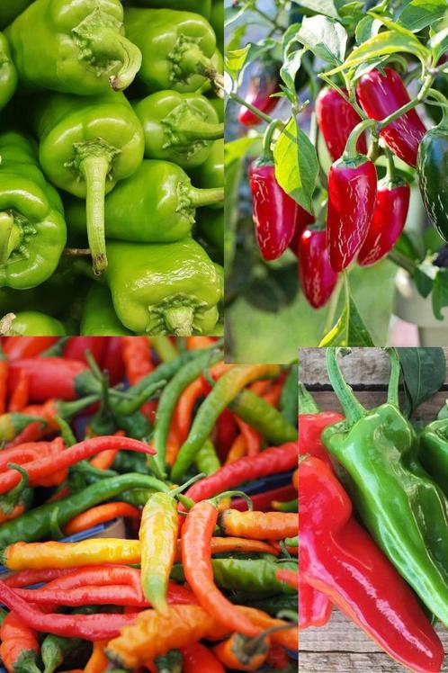 Peper zaden diverse varianten, Tuin en Terras, Bloembollen en Zaden, Zaad, Verzenden
