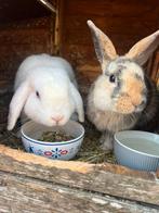 2 lieve konijntjes, Dieren en Toebehoren, Konijnen, Meerdere dieren, Middelgroot, Hangoor, 0 tot 2 jaar