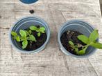 Stekjes IJzerhard, Knoopkruid, Nagelkruid & Zenegroen, Tuin en Terras, Planten | Tuinplanten, Vaste plant, Halfschaduw, Zomer