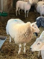 3 ooilammeren te koop, Dieren en Toebehoren, Vrouwelijk, Schaap