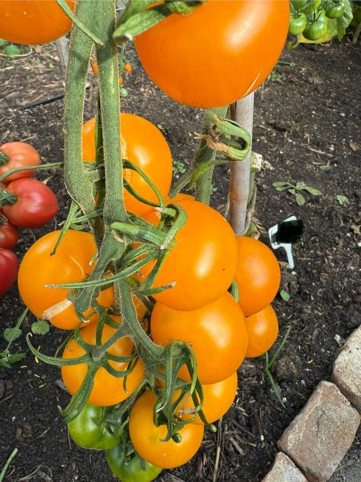 Tomaat Goldene Königin / Gele tomaat, Tuin en Terras, Bloembollen en Zaden, Zaad, Voorjaar, Volle zon, Ophalen of Verzenden