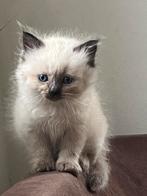 100 % raszuivere ragdoll kittens bluepoint /sealpoint, Meerdere dieren, Ontwormd