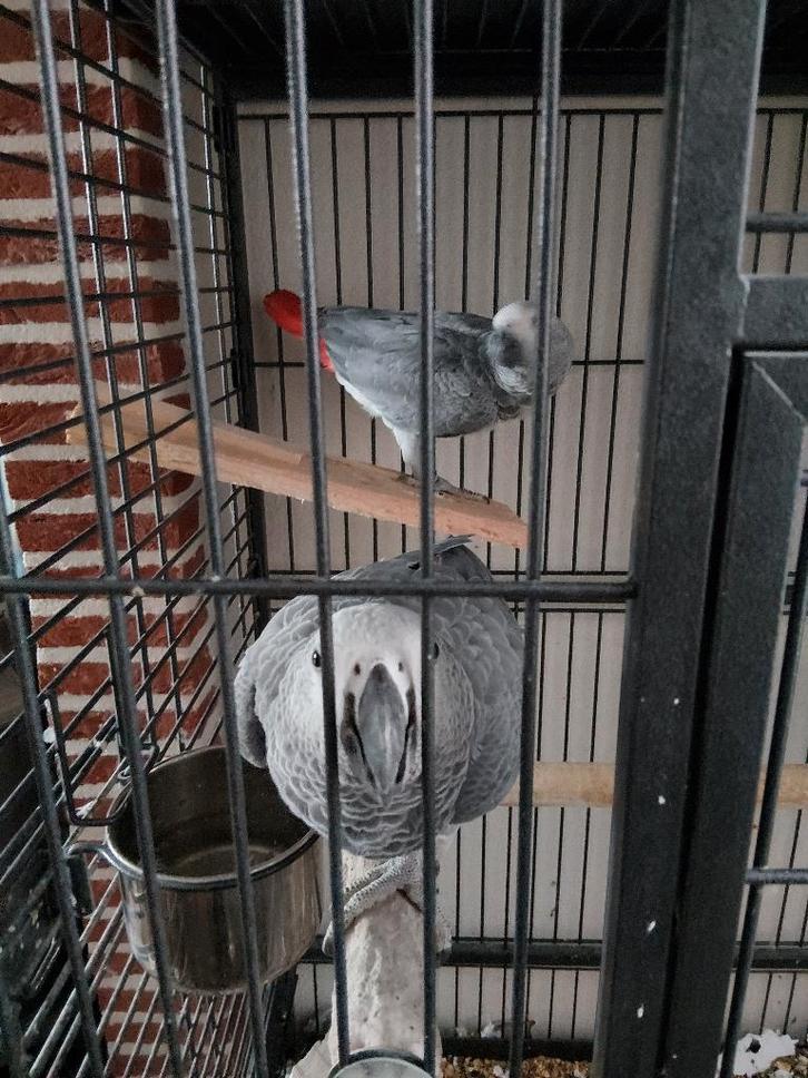 rood staart papagaaien koppel, Dieren en Toebehoren, Vogels | Parkieten en Papegaaien, Papegaai, Meerdere dieren, Geringd