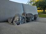 Raszuivere Franse Hangoren Chinchilla - gevaccineerd, Meerdere dieren, Groot, Hangoor