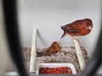 Kanaries rood agaat broedrijp, Dieren en Toebehoren, Vogels | Kanaries, Meerdere dieren, Kleurkanarie