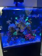 Stekjes koraal voor zeeaquarium, Ophalen, Zo goed als nieuw, Plant(en), Steen of Hout