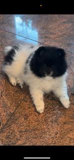 Prachtige bearface dwergkees/Pomerianan teefje, 8 tot 15 weken, Meerdere, Meerdere dieren, Nederland