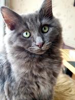Maine Coon x Heilige Birmaan katertje, Dieren en Toebehoren, Kater, Gechipt