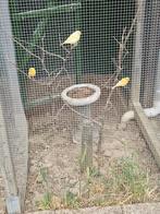 3 JONGE ORANJE KANARIES, Dieren en Toebehoren, Vogels | Kanaries, Meerdere dieren, Kleurkanarie