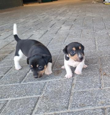 Super leuke jack russel pups beschikbaar voor biedingen