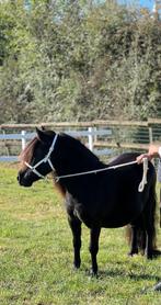 Gezocht shetlander, Dieren en Toebehoren, Hengst, A pony (tot 1.17m), Met stamboom