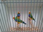 Gould goulds gouldamadine man/ pop, Meerdere dieren, Tropenvogel