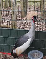 Kroonkraan vogel, Vrouwelijk, Overige soorten