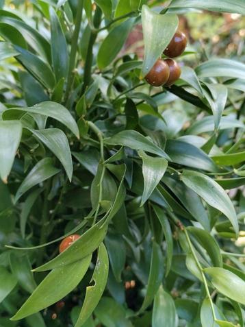 Danea racemosa - Italiaanse Ruscus beschikbaar voor biedingen