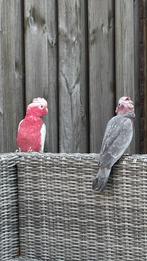 Koppel rosé kaketoes, Dieren en Toebehoren, Vogels | Parkieten en Papegaaien, Meerdere dieren, Papegaai, Pratend