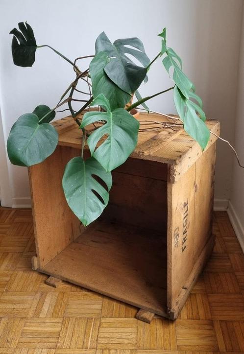 Robuuste houten retro kist, onbehandeld, 57x57x50 centimeter, Huis en Inrichting, Woonaccessoires | Kisten, Gebruikt, 50 tot 75 cm