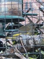 Groenling man, Dieren en Toebehoren, Vogels | Overige Vogels, Mannelijk