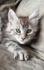 Schattige xl Maine Coon Kittens – huiselijk opgevoed, Dieren en Toebehoren, Katten en Kittens | Raskatten | Langhaar, Meerdere dieren