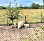 Beeld schaap, beeld koe, beeld kalf, beeld geit, beeld ezel, Tuin en Terras, Ophalen, Nieuw, Kunststof, Dierenbeeld