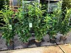 Laurier, Prunus Genolia, mooie volle planten voor € 9,95, Tuin en Terras, Planten | Struiken en Hagen, Ophalen, Laurier, Haag