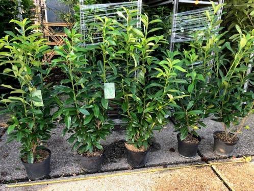 Laurier, Prunus Genolia, mooie volle planten voor € 9,95, Tuin en Terras, Planten | Struiken en Hagen, Haag, Laurier, 100 tot 250 cm