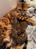 Bengaal kittens, Dieren en Toebehoren, Katten en Kittens | Raskatten | Korthaar, Kater, Gechipt, 0 tot 2 jaar