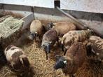12 weidelammeren, Meerdere dieren, Schaap