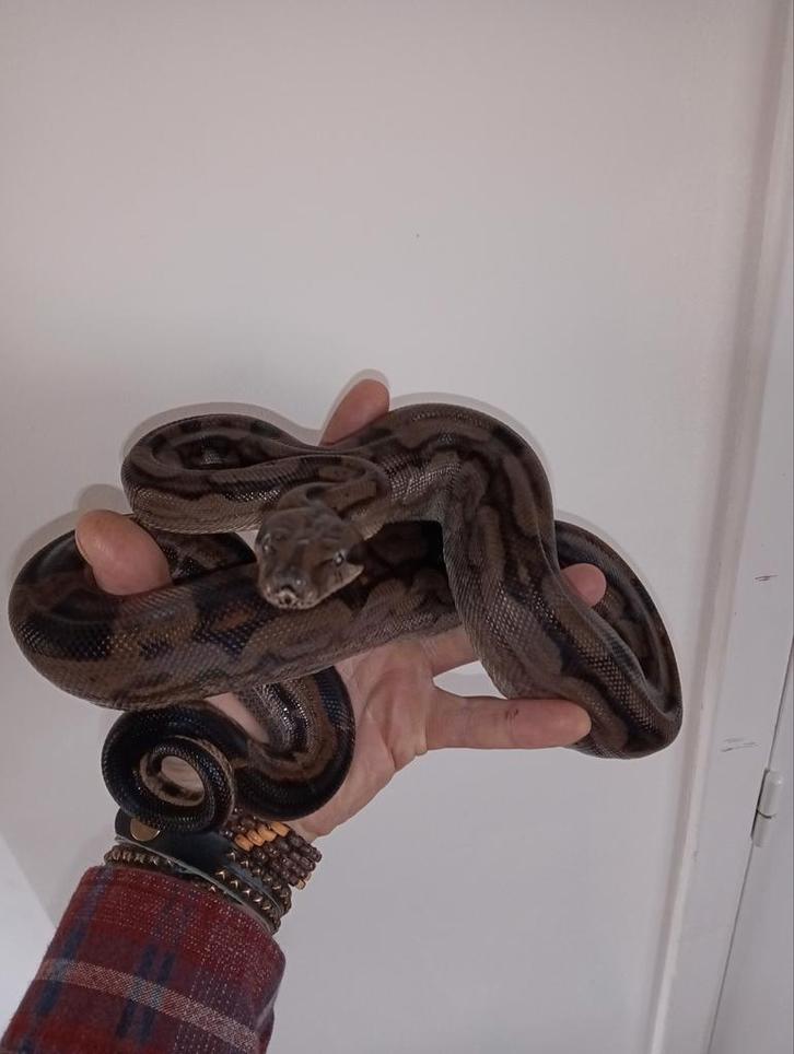 Boa constrictor 2 jaar oud
