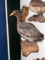 Opgezette Meerkoet - Prachtige Decoratie, Ophalen of Verzenden