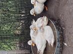 Mooie witte kwakertjes, kleine snavel, Dieren en Toebehoren, Mannelijk, Eend