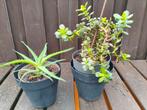 2 Planten, Crassula en Aloe arborescens, Ophalen, Zomer, Volle zon