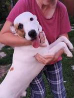 Bighy opnieuw ter adoptie, Particulier, Rabiës (hondsdolheid), 15 weken tot 1 jaar, Reu