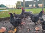 Mechelse hoenders Koekoek, Dieren en Toebehoren, Pluimvee, Meerdere dieren, Kip